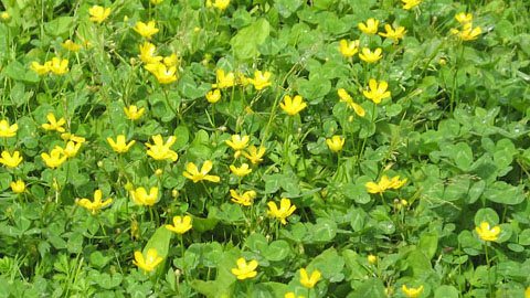 Системы функциональных типов растений (ФТР)