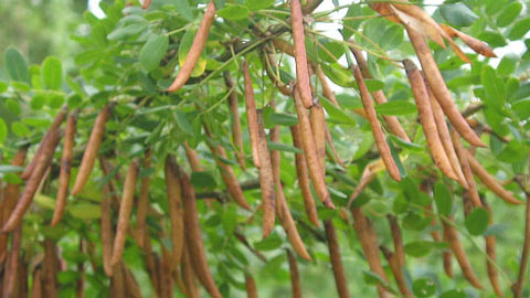 Жизненная форма растения