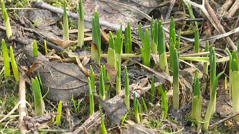 Фитоценология