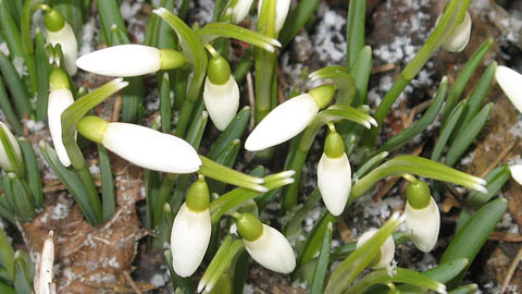 Представление об ареалах