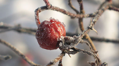 Виды растений