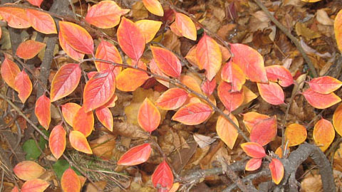 Растения и животные