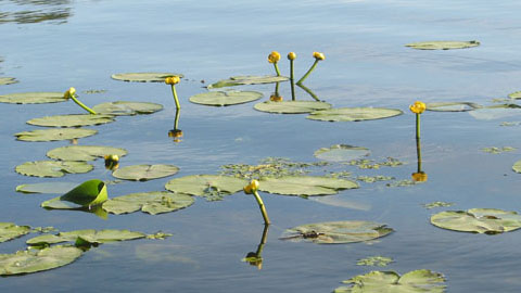 Популяция клональных растений