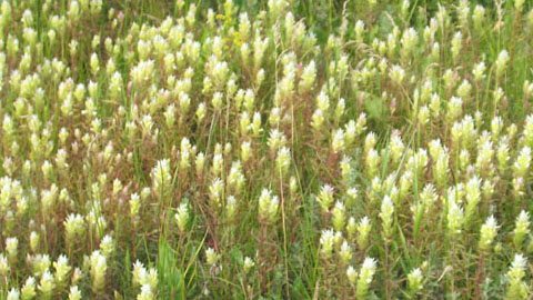 Популяция споровых растений