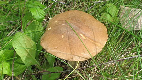 Паразитические организмы