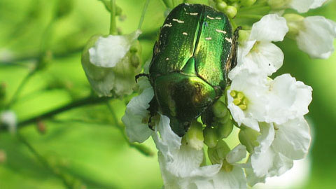 Роль дифференциации