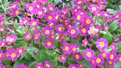 Синморфология