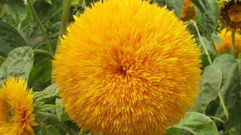 Жизнь растений