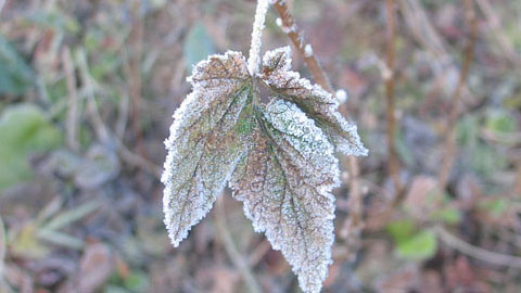 Ординация видов растений