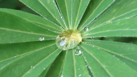 Гетерогенность