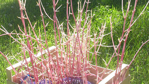 Меченые атомы и проблема углородного питания растений