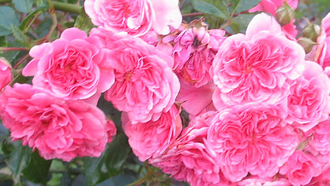 Получение сахара