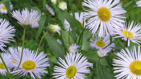 Аллелопатия растений