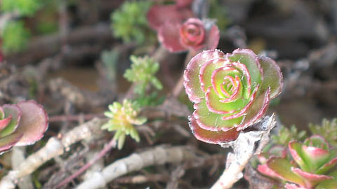 Физиогномика