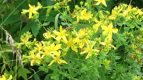 Экология видов растений