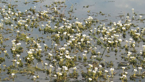 Экологическая ниша